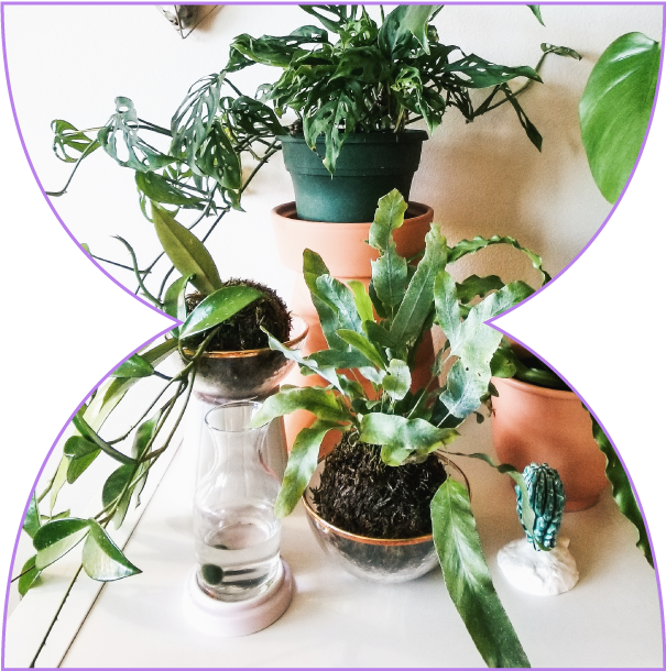 Kokedama