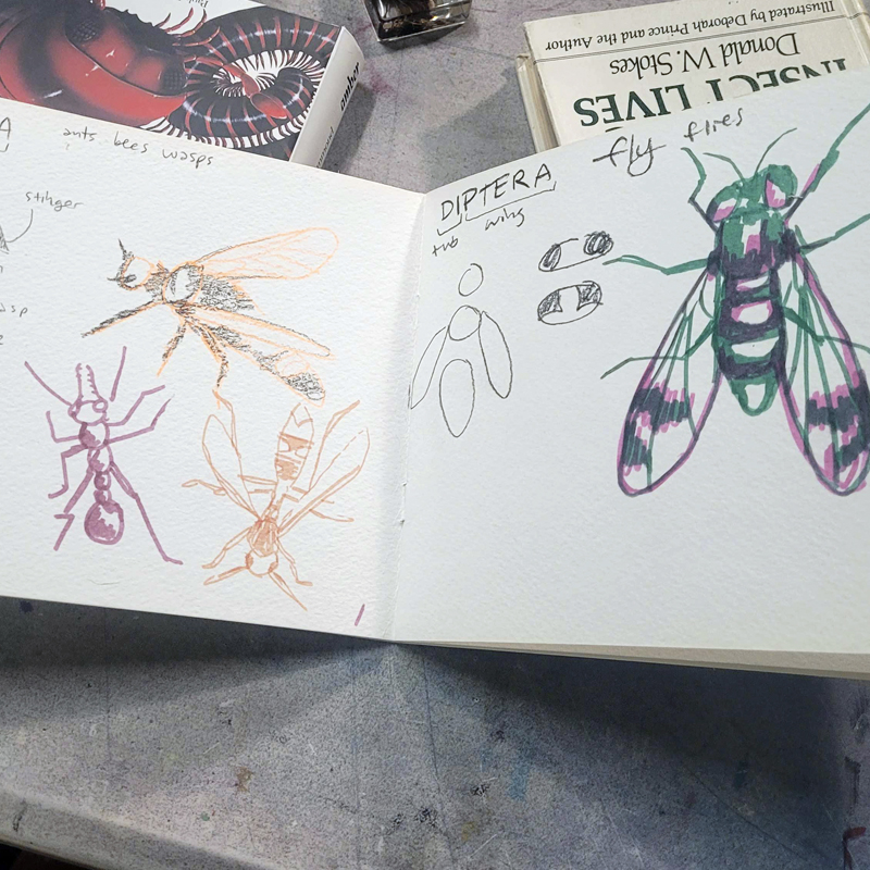 Bug Drawing