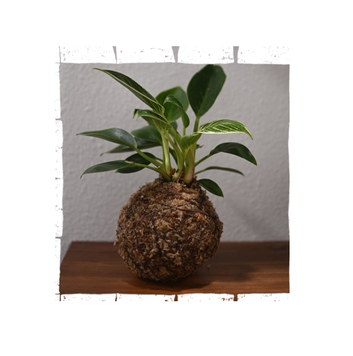 Kokedama