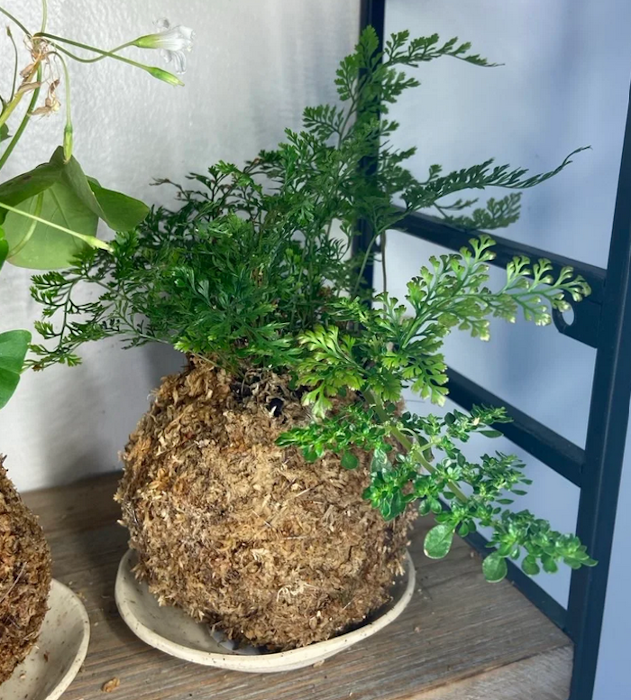 Kokedama