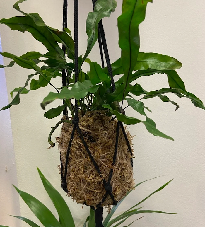 Kokedama