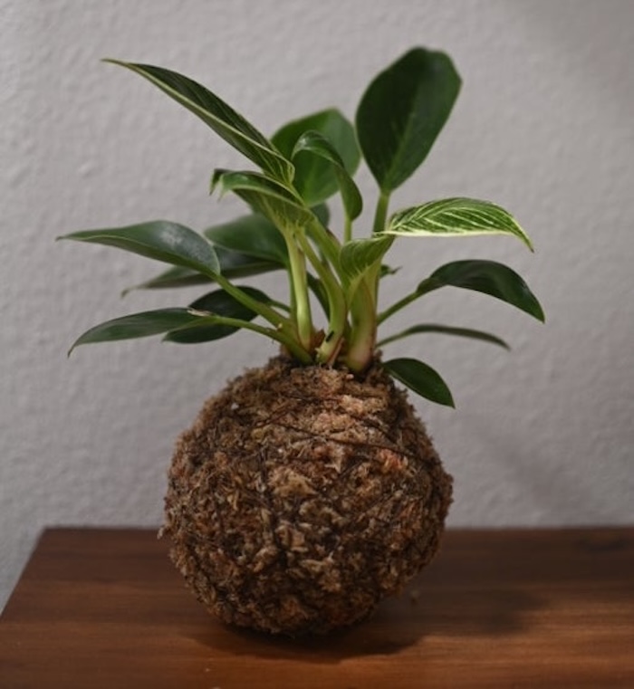 Kokedama